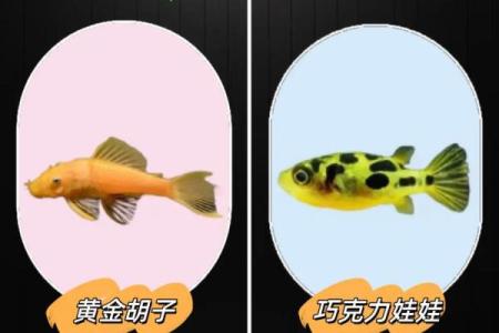 根据命理学，养鱼的人适合哪些命理特征？