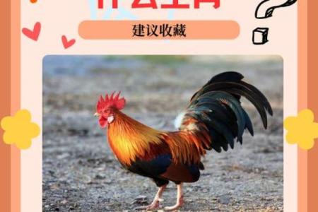 1969年出生的属鸡人：命运与性格的辉映之旅