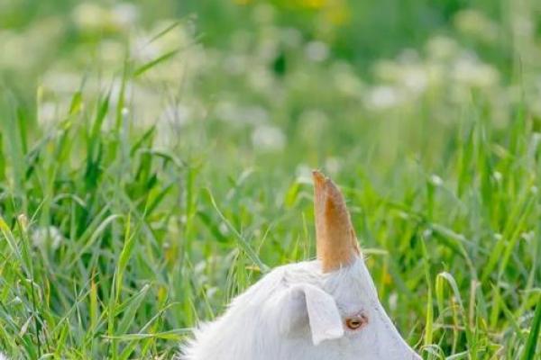 2027年羊年运势解读:如何把握自己的命运与机会 2027年羊年运势解读:如何把握自己的命运与机会