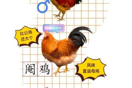 1937年命年探秘：深入了解鸡年的文化与象征