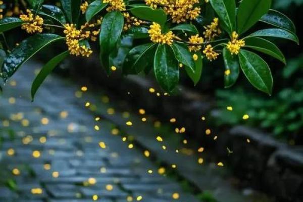 桂花命:花香满人间,人生如桂乐无边 桂花命:花香满人间,人生如桂乐无边