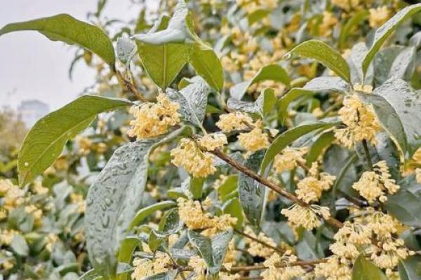 桂花命:花香满人间,人生如桂乐无边 桂花命:花香满人间,人生如桂乐无边