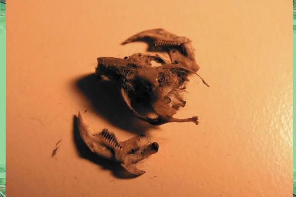 揭秘：老鼠的十二条命与其生存传奇