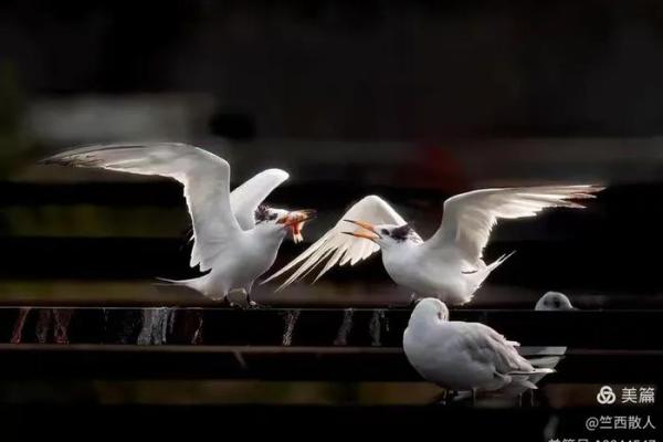 探寻2019年出生的“鸟命”的命运与生活哲学