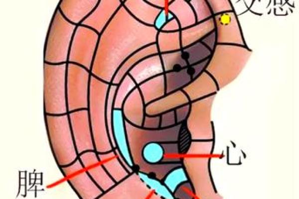 耳朵长大的是什么命？探索耳朵与运势的奥秘