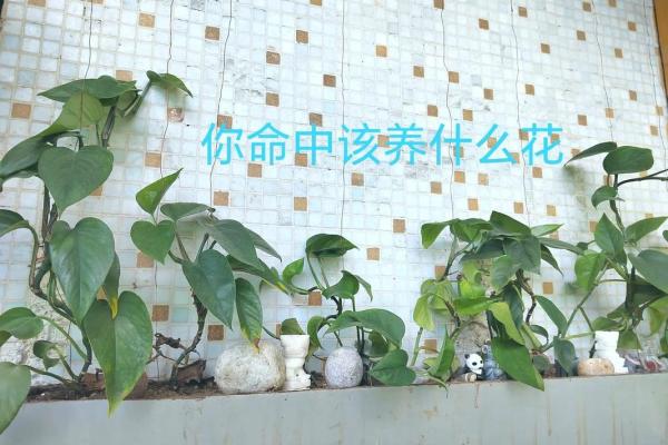 如何查自己命中缺什么，提升生活质量的方法