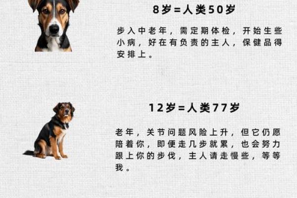 一九八二属狗之命：探秘其人生轨迹与性格魅力