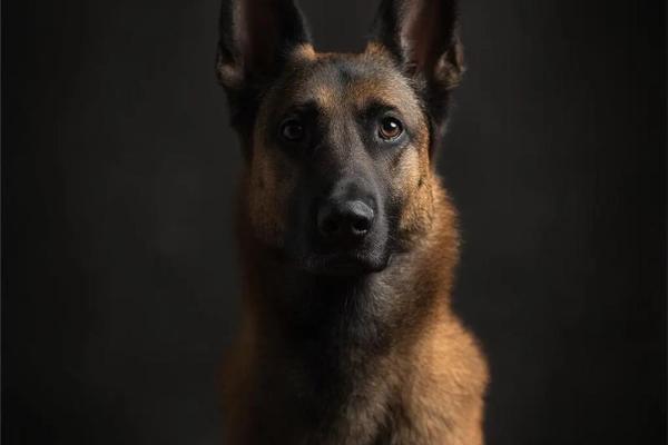 揭开72属狗之命的神秘面纱：你属于哪个命格？