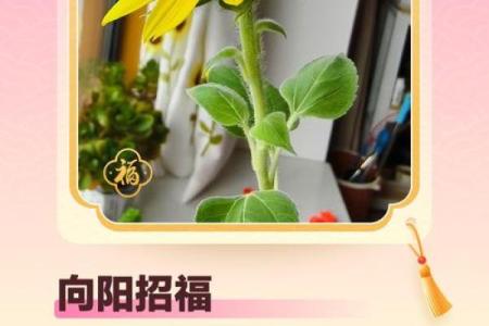 能养花的人有福气，他们的命运与花息息相关