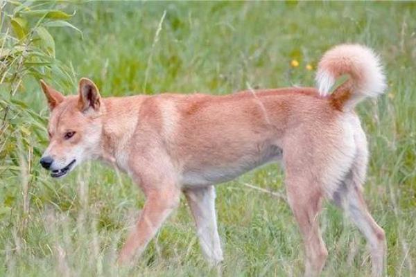 1970年的狗：命运与水的交织探索