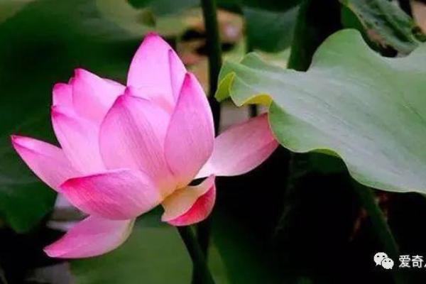 女人的命为何被称为菜籽花命，背后有怎样的生命智慧？