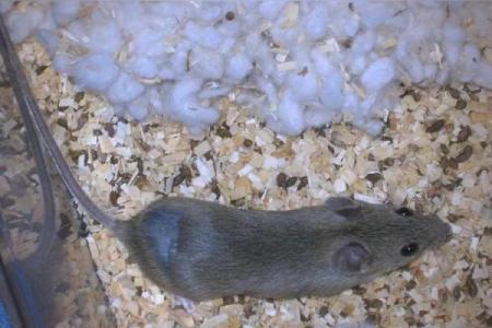 老鼠拉风险：细微之处隐藏的巨大威胁！