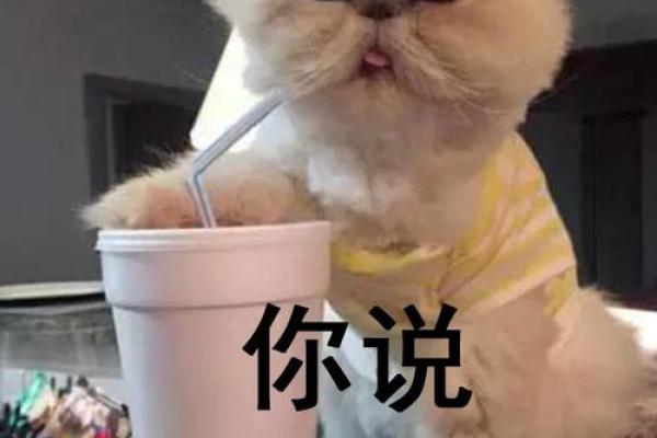 李连杰拼什么命：那些让你笑中带泪的表情包背后的故事