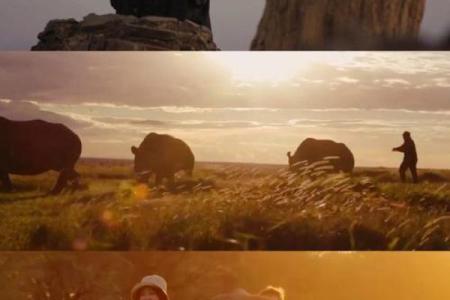 疲于供命的动物：驯服的小骆驼与自由的灵魂