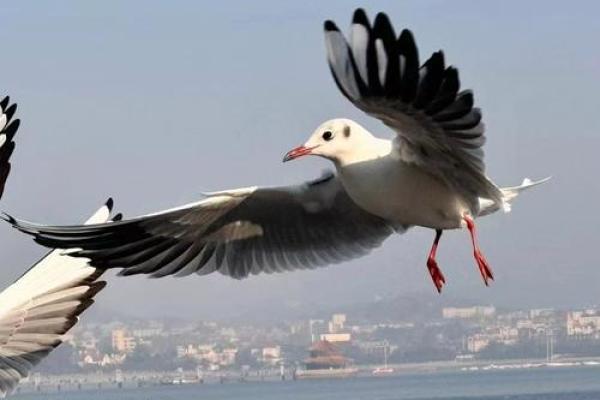 海鸥命的人:自由灵魂与追逐梦想的勇士 海鸥命的人:自由灵魂与追逐梦想的勇士