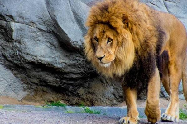 了解你的命狮子：如何揭示内心深处的自己与未来