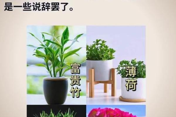 木命缺木的补救之道：如何通过风水与生活实现木的能量提升