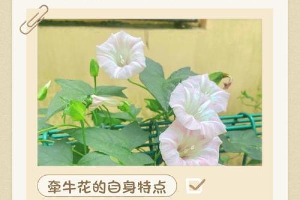 木命人士适合纹的花草解析：让你的个性绽放之美