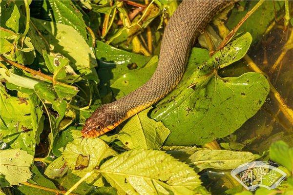火命人如何选择适合的求学方向与环境