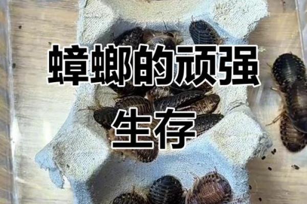 蟑螂背后的生命力:它们为何那么顽强? 蟑螂背后的生命力:它们为何那么顽强?