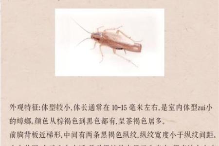 蟑螂背后的生命力：它们为何那么顽强？